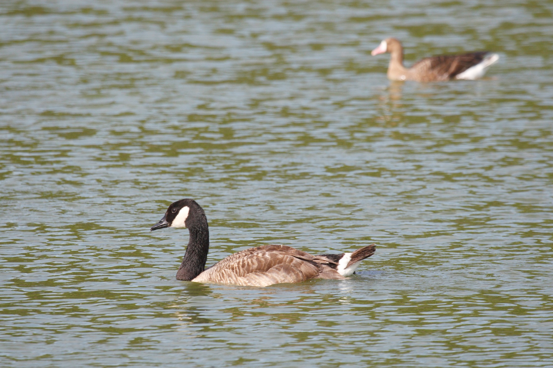 Flora e fauna della Riserva Valle dell'Inferno e Bandella