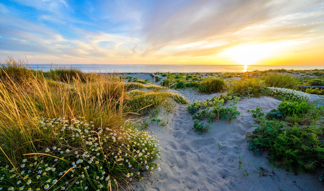 Spiaggia libera Castel Porziano con dune sabbiose e vegetazione mediterranea
