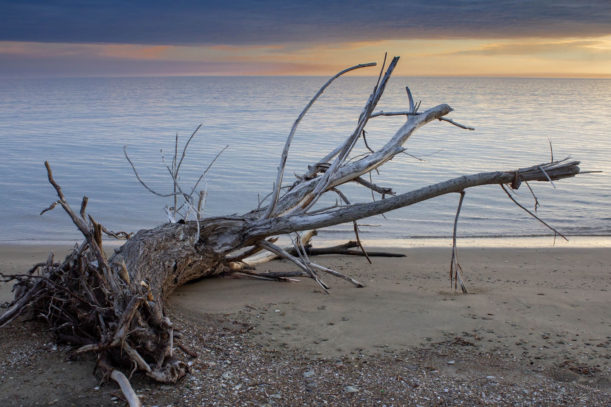 Sentiero naturalistico nella Riserva di Macchiatonda con zone umide