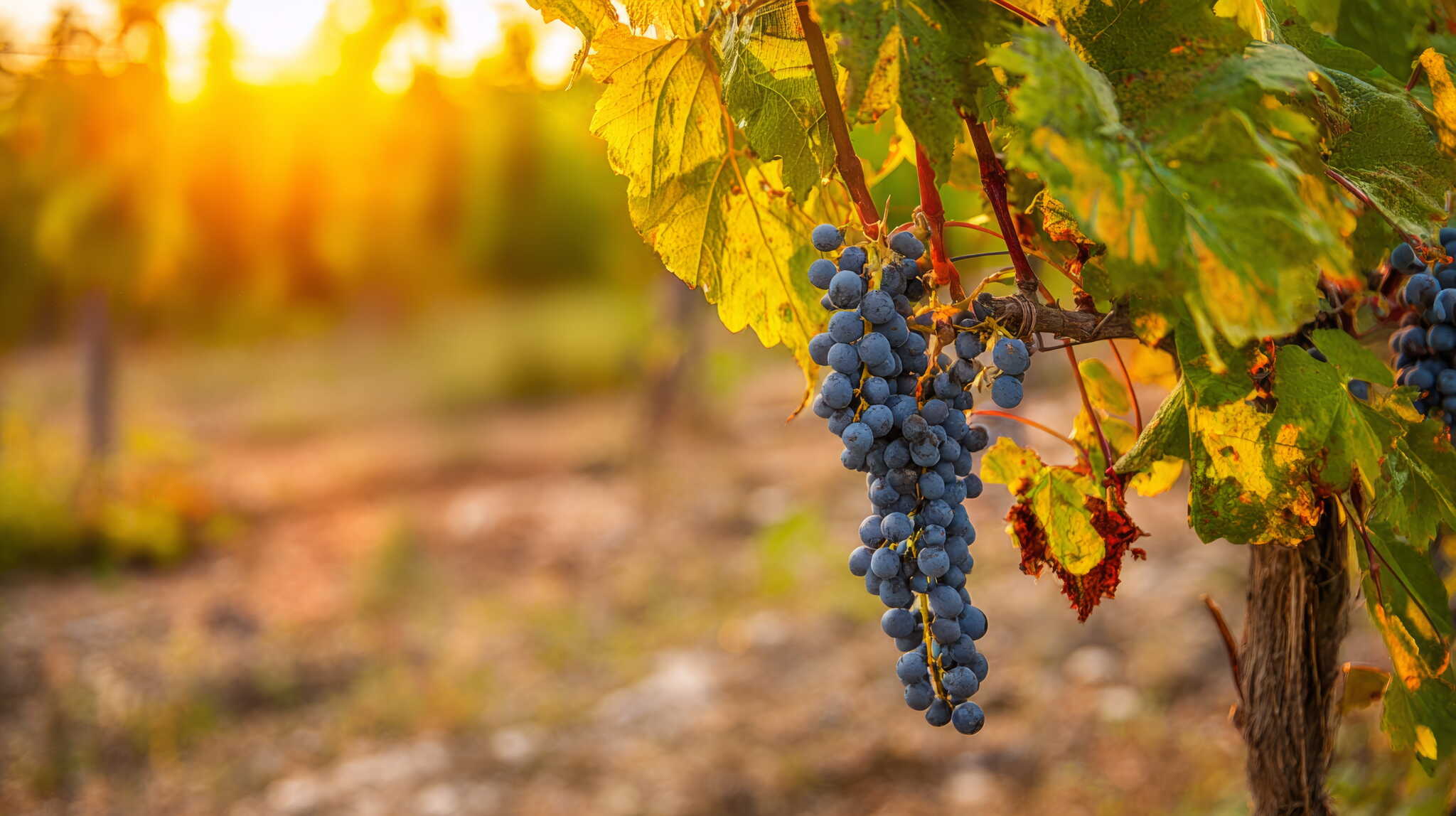 Sangiovese druif Chianti Classico Italiaanse druivenrassen