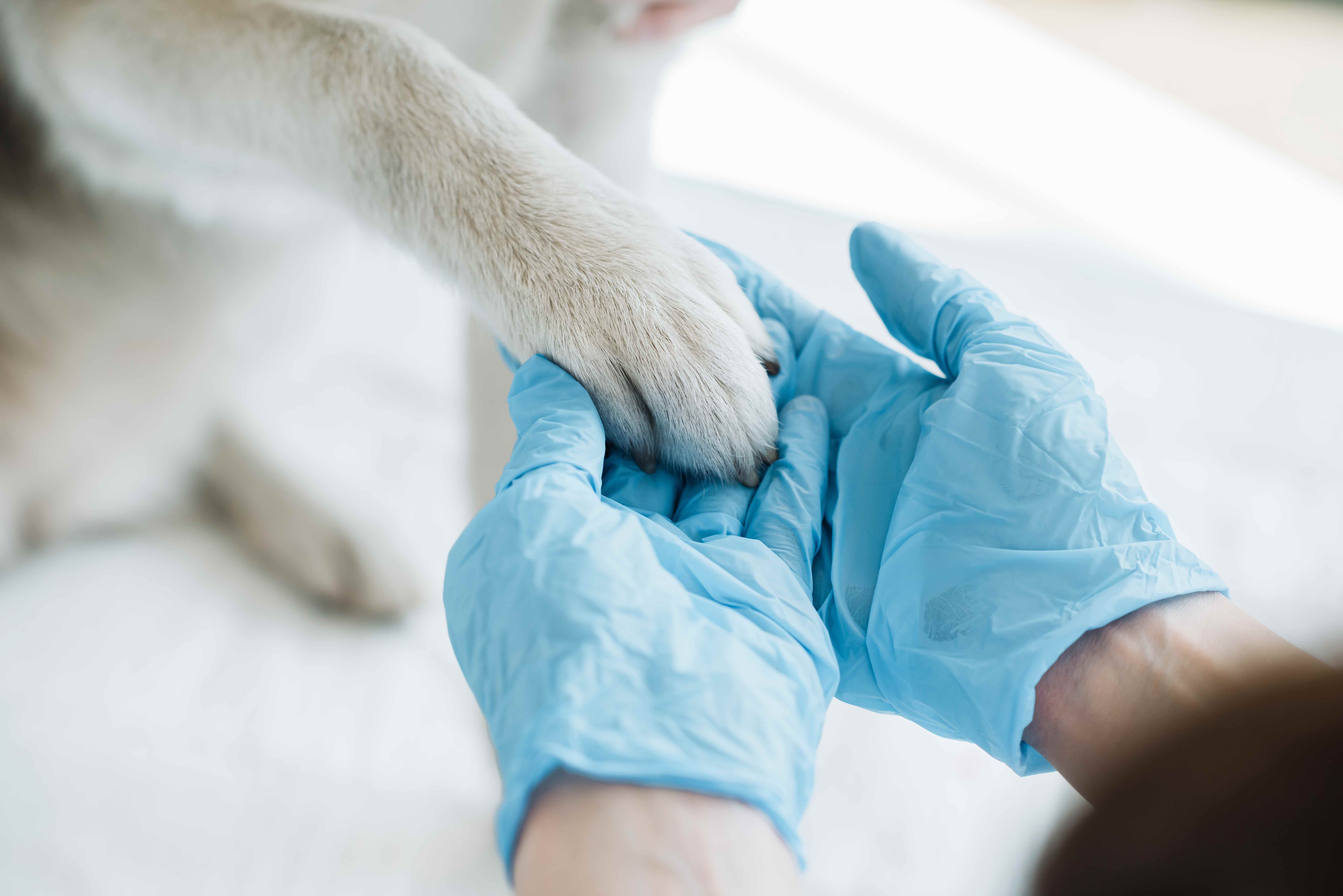 veterinario_convenzione.jpg_nl _nl