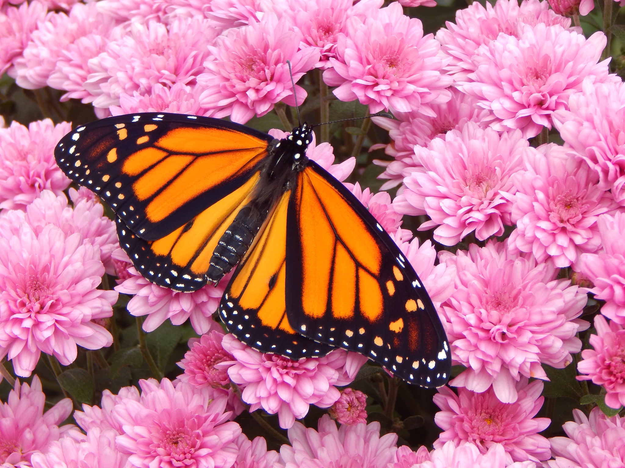 Farfalla tropicale in serra a Grevenmacher