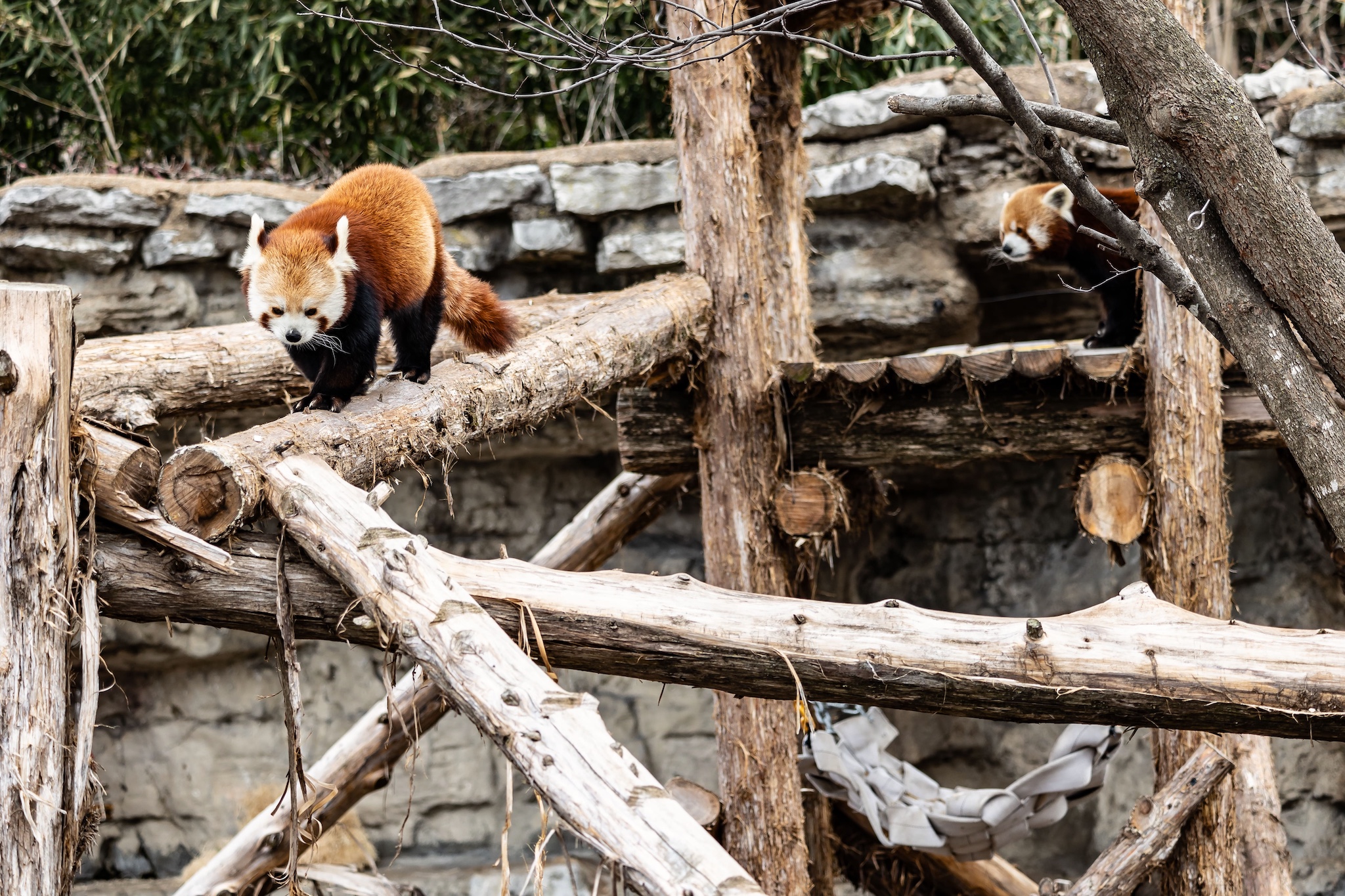 Panda rossi al Parc Merveilleux