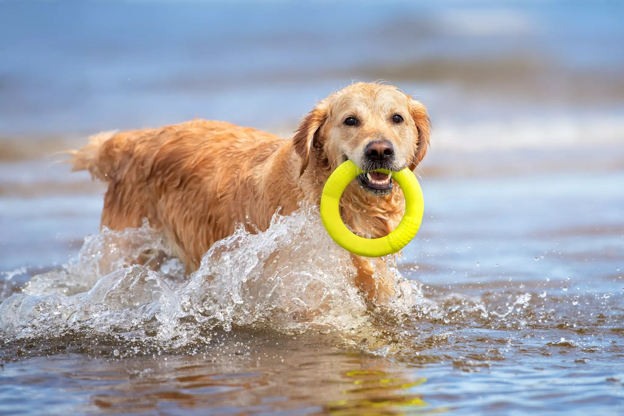 Hundestrand an der oberen Adria: Bibione, Caorle und Umgebung
