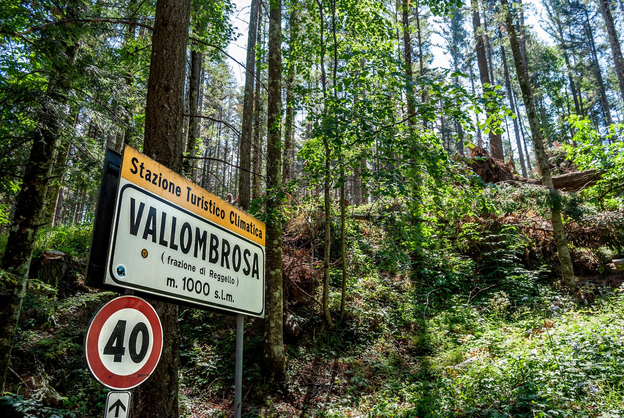 Foresta di Vallombrosa con alberi secolari e sentieri