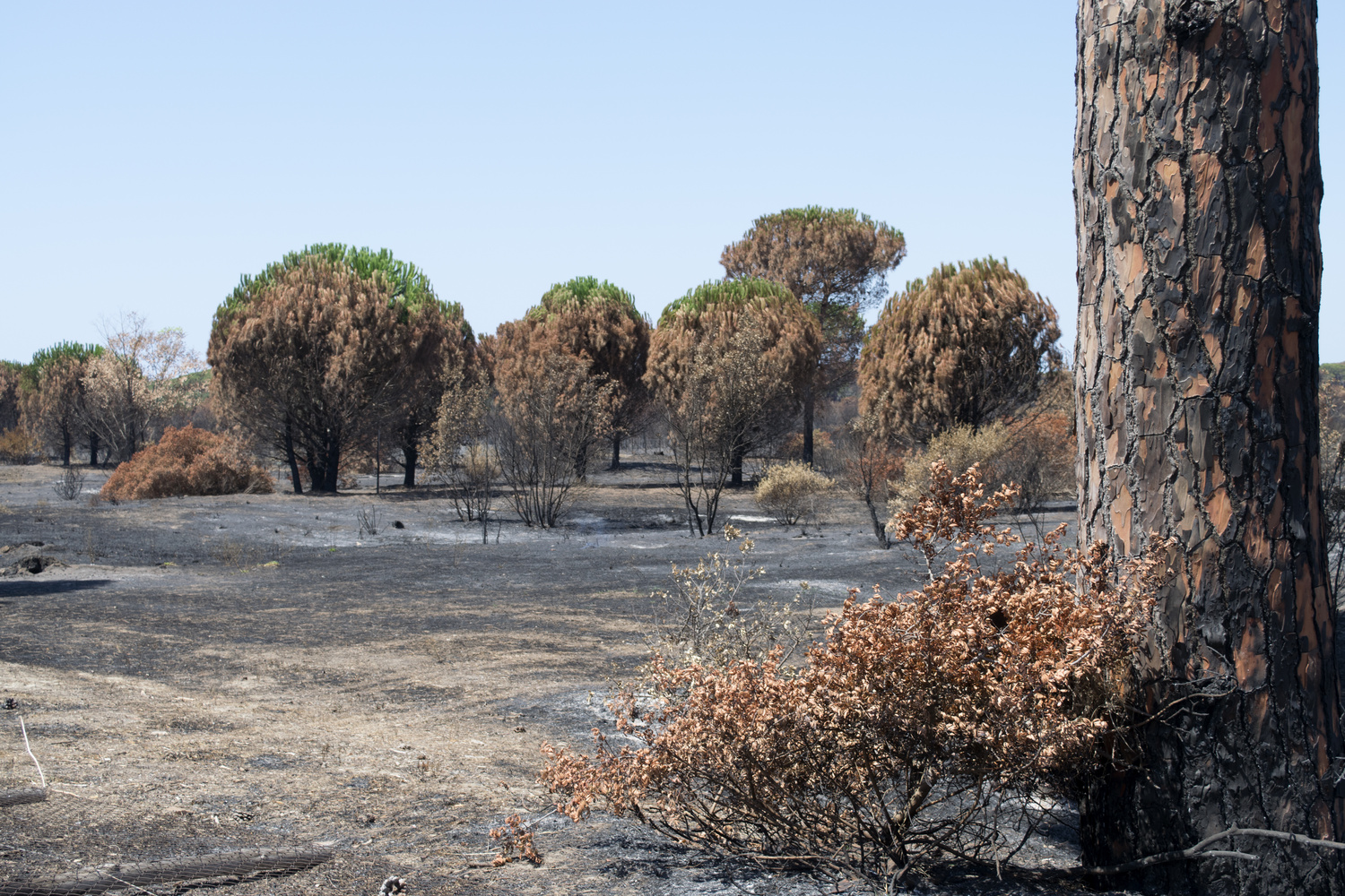 Pineta mediterranea di Castel Fusano con sentieri tra i pini