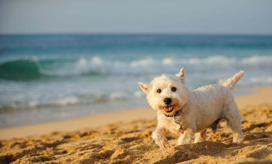 Cane che corre felice sulla spiaggia dog-friendly di Ostia