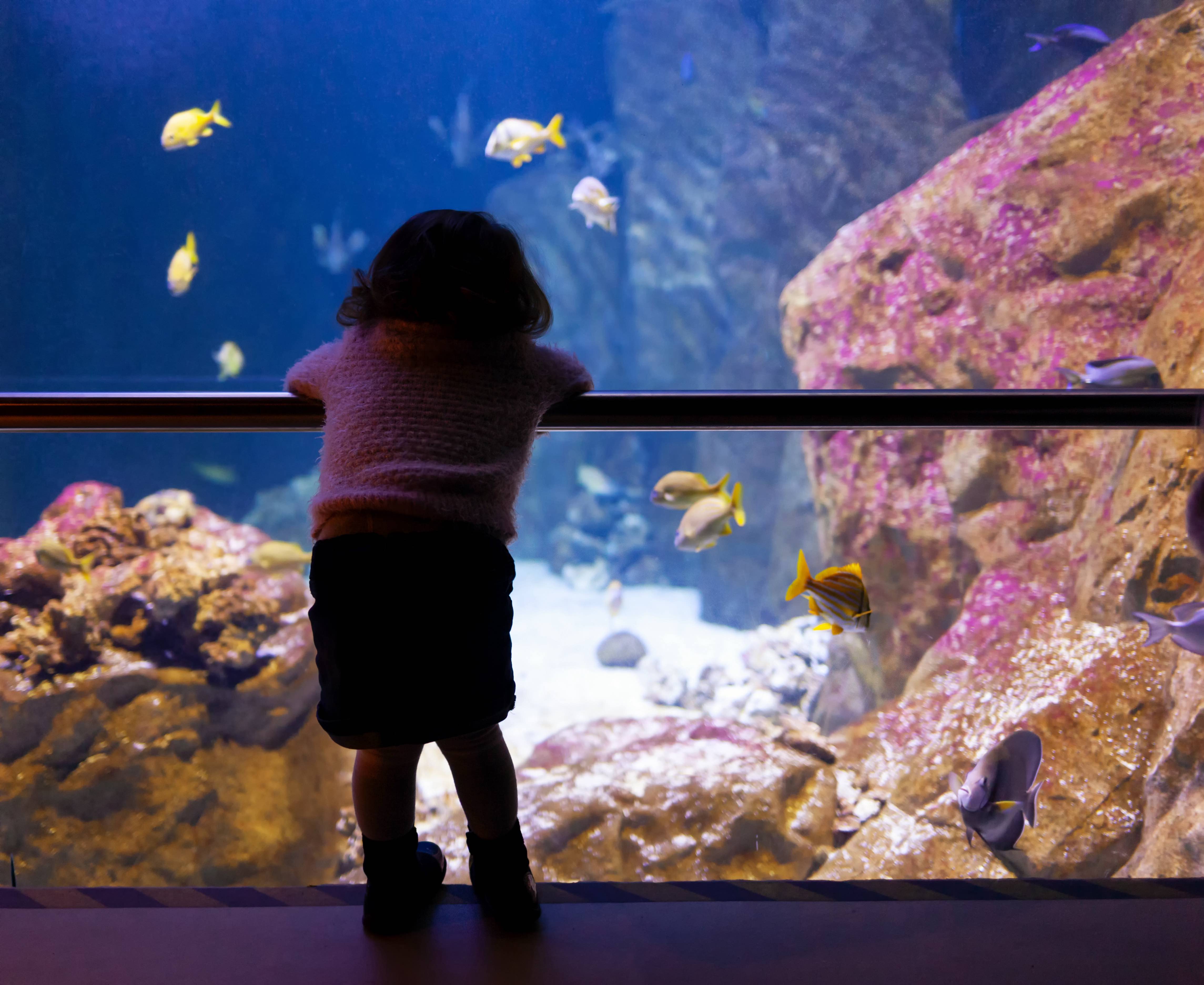 Aquarium von Livorno, eine maritime Attraktion mit Wassertieren