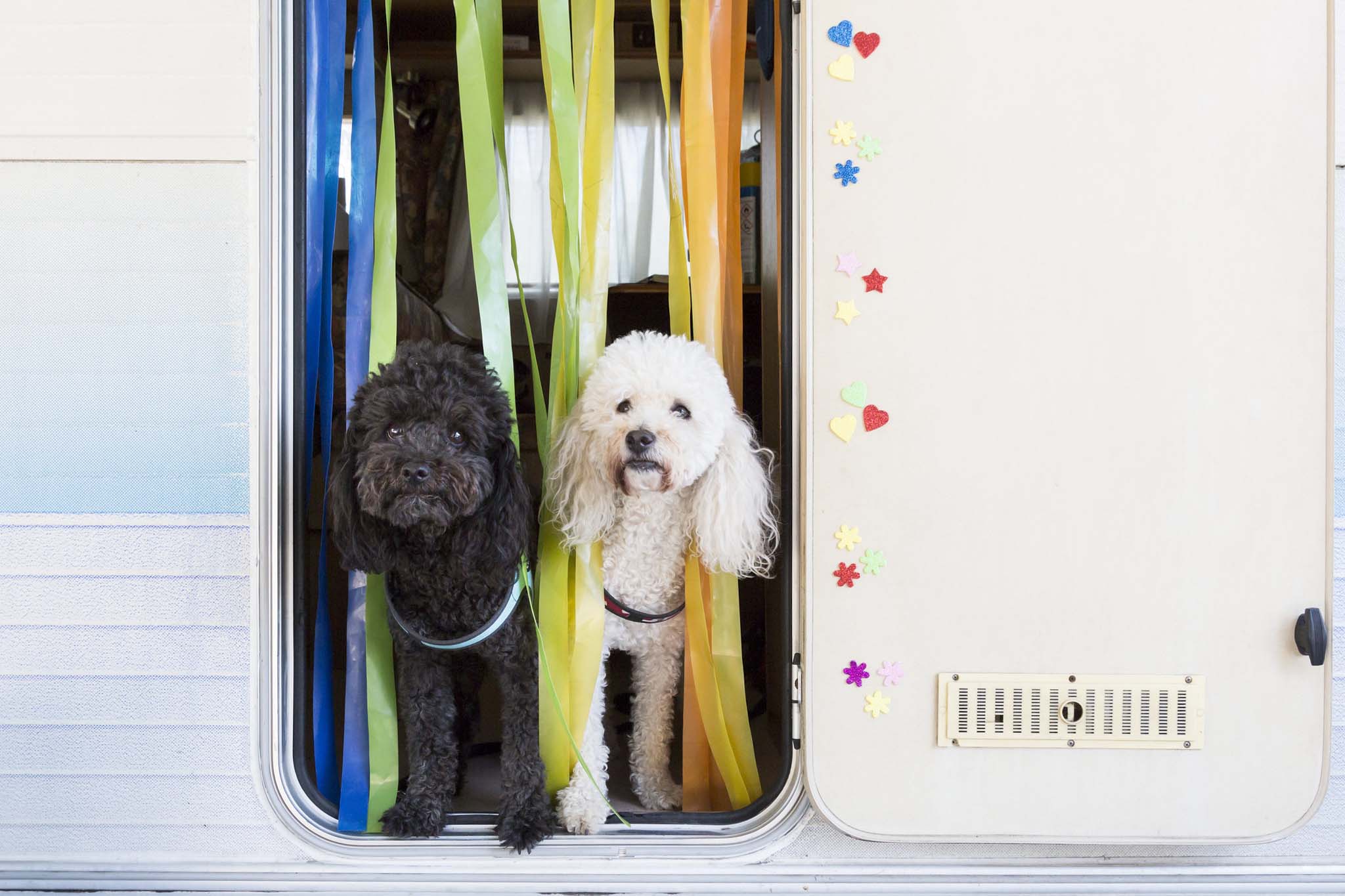 Vacanze con cani e campeggi dog friendly