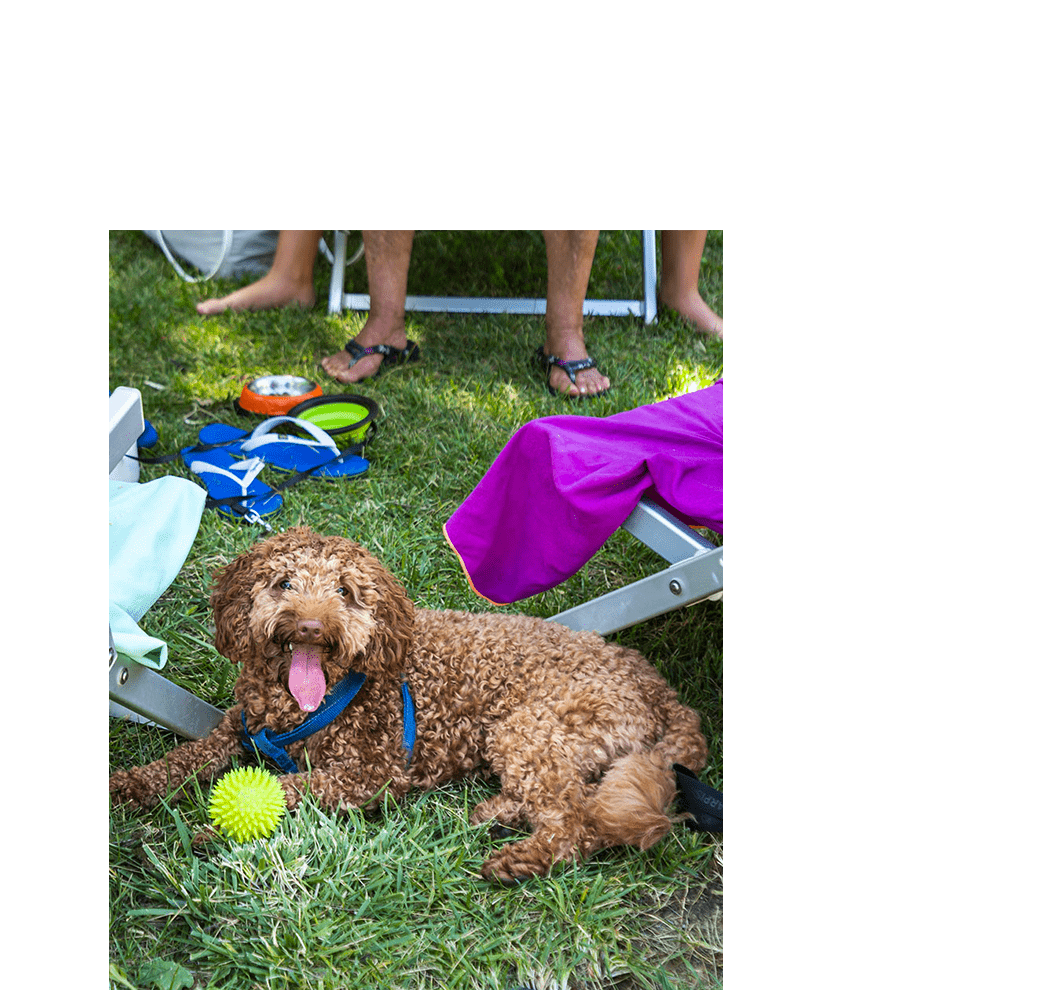 Campeggi dog friendly in Italia