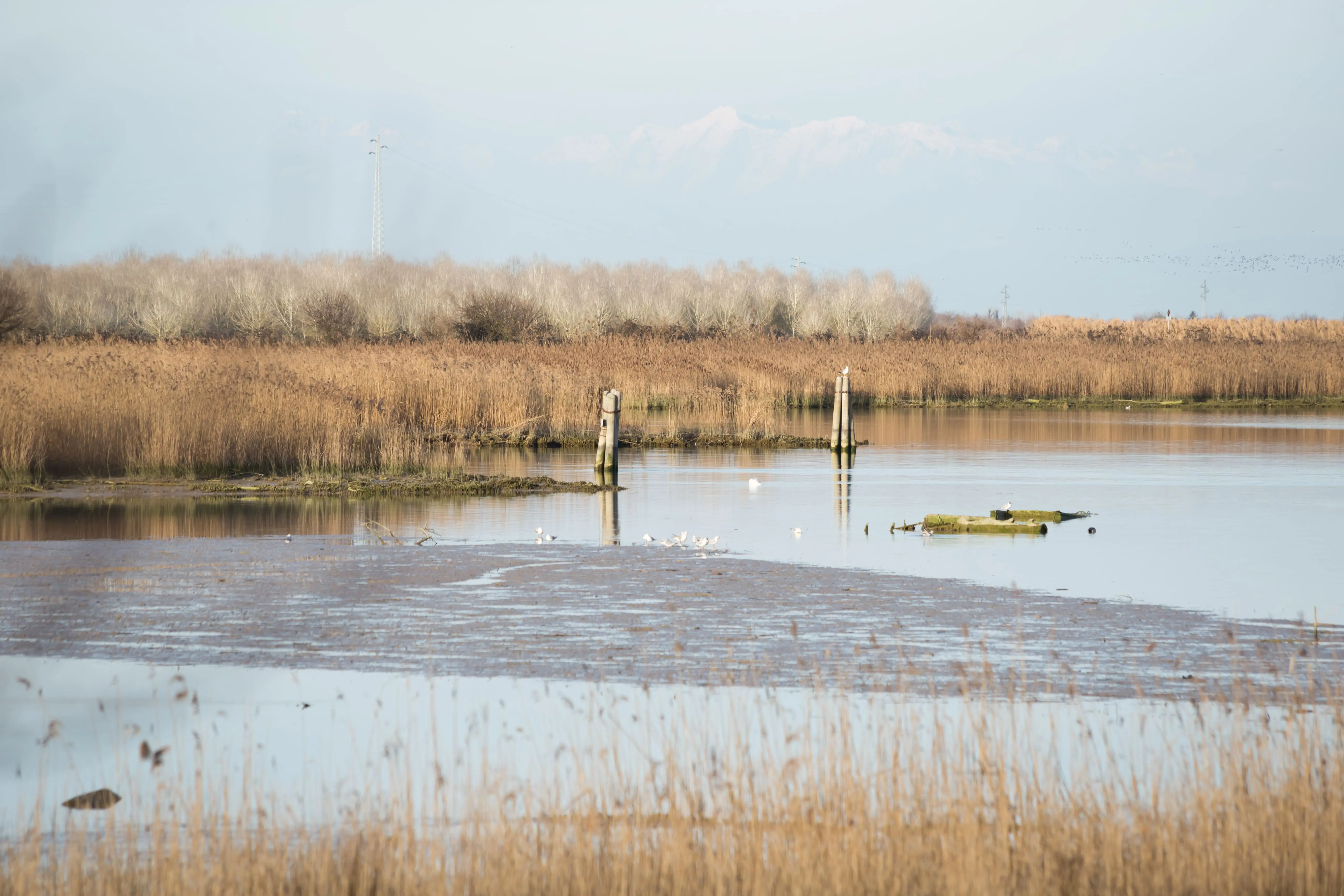 Schilfgürtel und Vegetation der Laguna del Mort – Naturschutzgebiet Venetien
