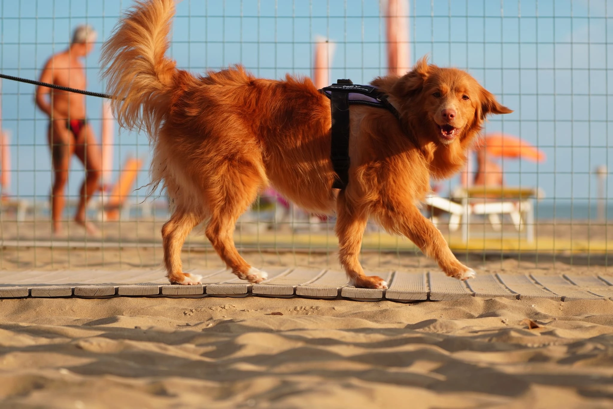Hund plantscht im flachen Adriawasser am Hundestrand von Eraclea Mare