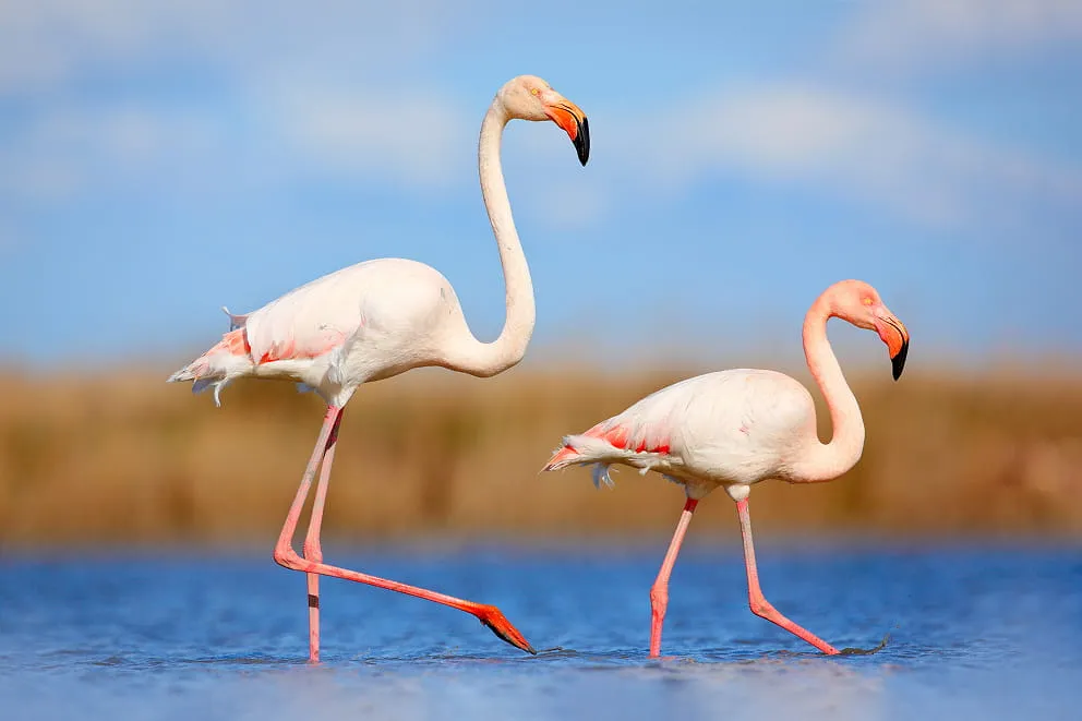 Flamingos Vogelbeobachtung Lagune Cavallino Treporti Barene