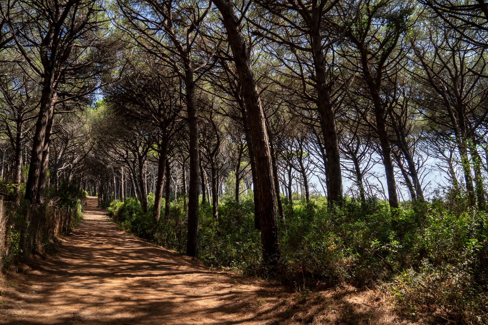 Camping unter Pinien in der Pineta di Cecina