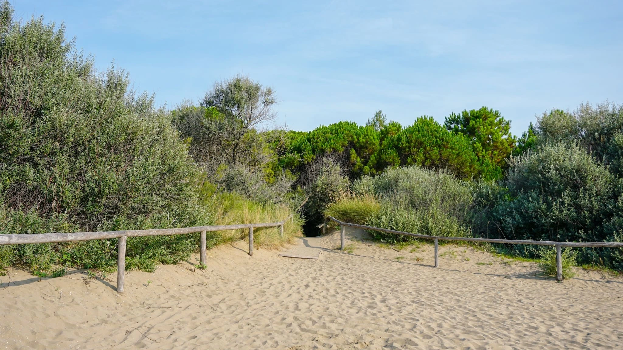 Der Pinienwald von Eraclea Mare grenzt direkt an den Sandstrand