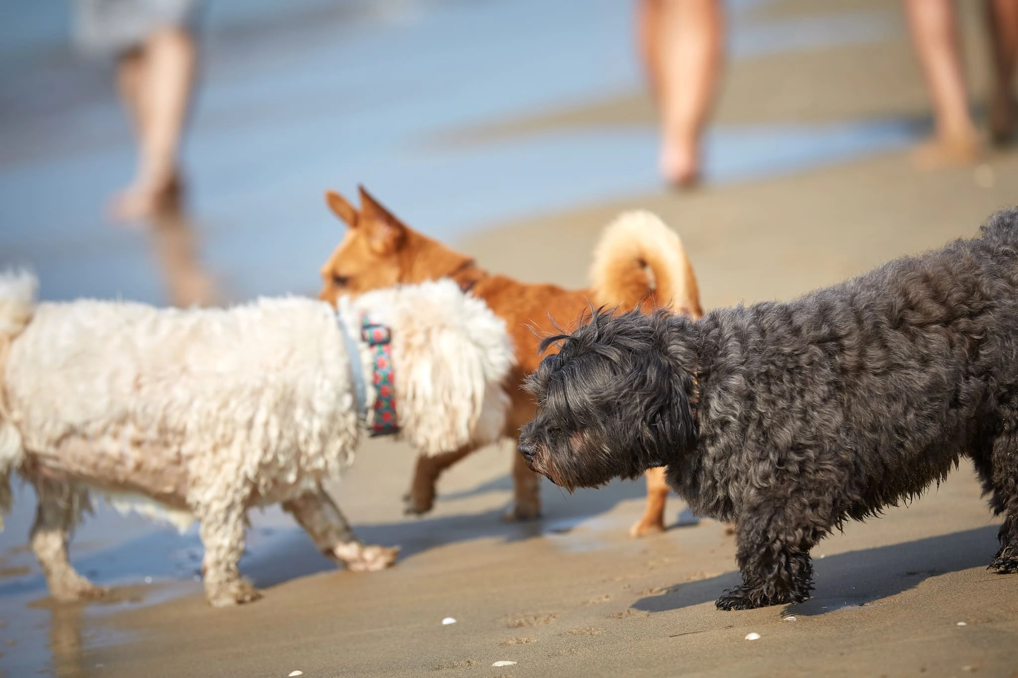 Hund am Sandstrand von Eraclea Mare mit Pinienwald im Hintergrund