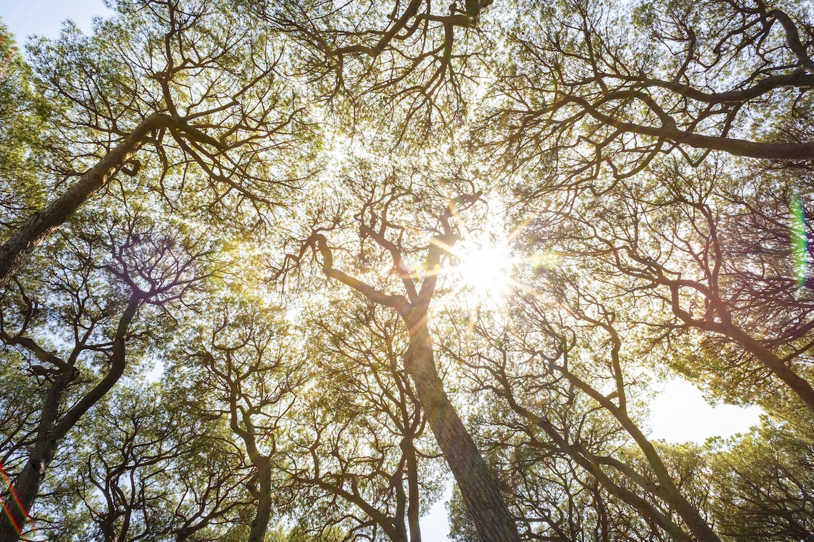 Strand van Torre Astura in Nettuno met dennenbos en helder water
