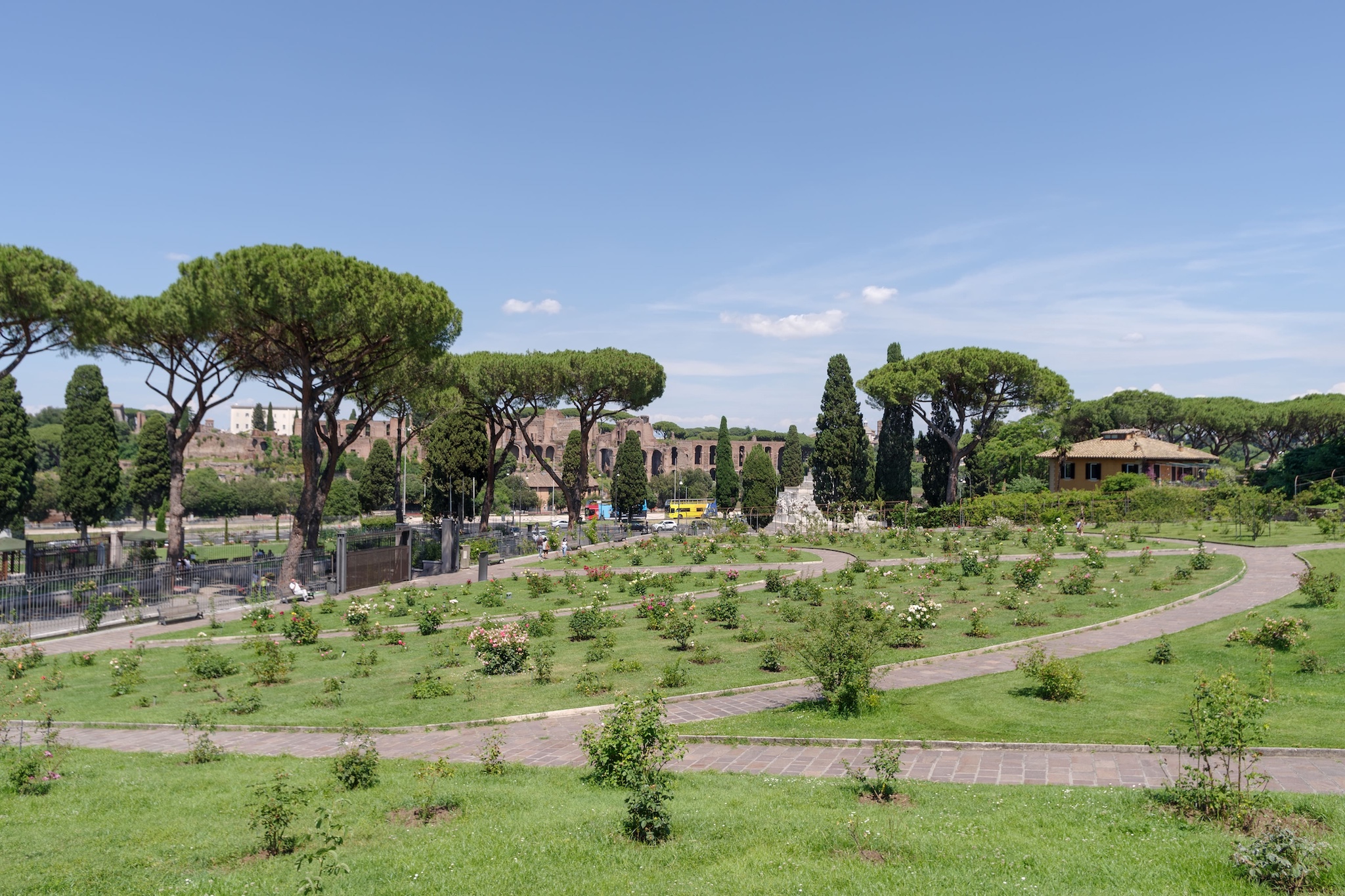 Rose fiorite Roseto Comunale Roma Aventino